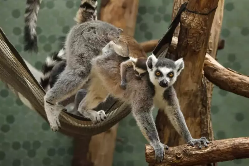 ring tailed lemur with a baby on its back