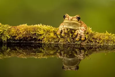 milk frog with a reflection in water