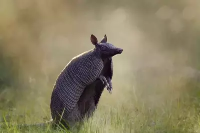 An armadillo standing up in a field.
