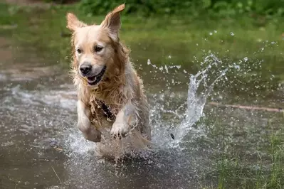 dog playing in river