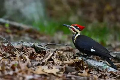 A Pileated woodpecker in the Smoky Mountains in the fall