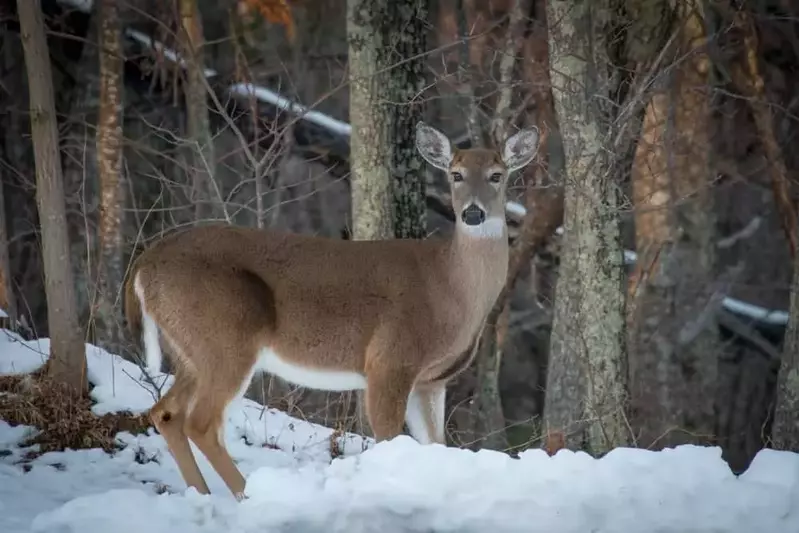 Wild deer in the Smoky Mountains