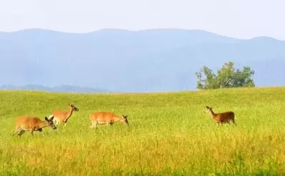 Wildlife deer in the Cades Cove valley in the Great Smoky Mountains National Park