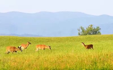 Deer in the Cades Cove valley in the Great Smoky Mountains National Park