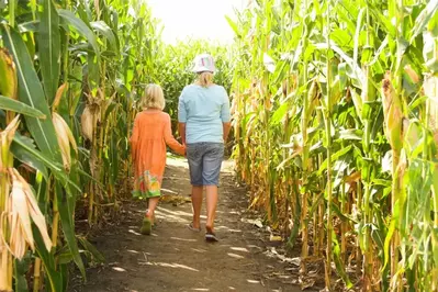 Kids walking through a corn maze