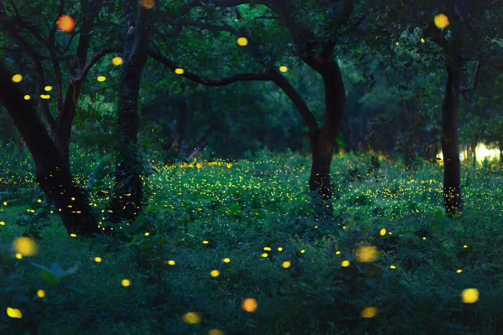 fireflies in forest