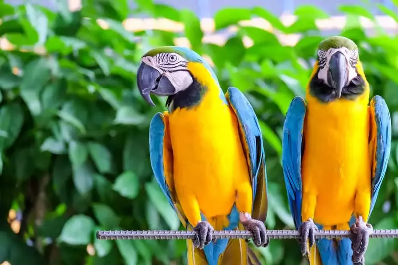 2 parrots