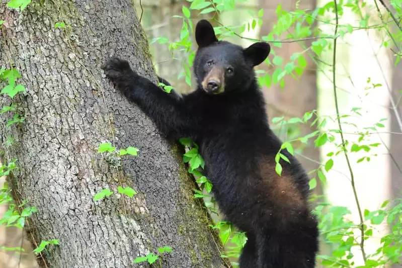 black bear clinging to tree in Cades Cove
