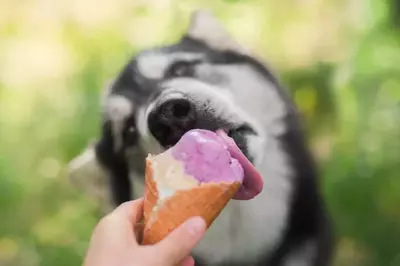 Dog eating ice cream 