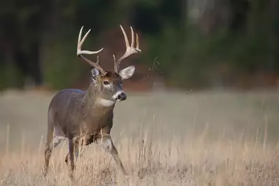 deer