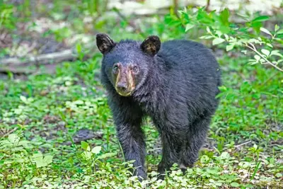 Gatlinburg bears