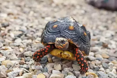 red footed tortoise on rocks