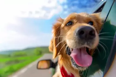 smiling dog in a car