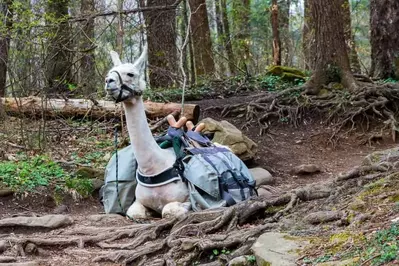 A llama resting with bags on its back in the woods.