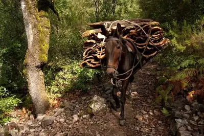 A mule carrying supplies on a trail.