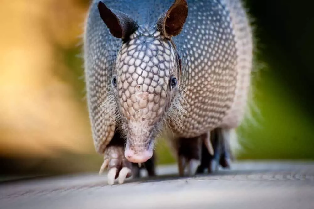 Close-up photo of an armadillo walking.