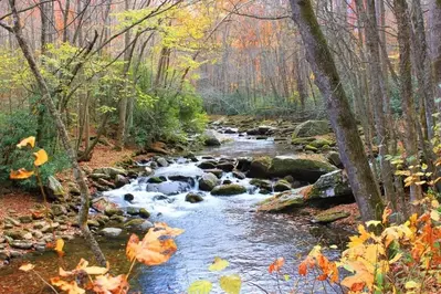 little river near the elkmont trail