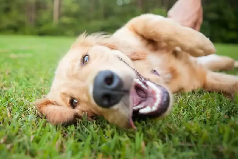 smiling dog in grass
