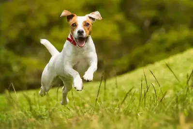 happy dog at pet friendly cabins