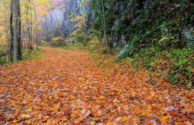 A trail in the Smoky Mountains covered in fall leaves.