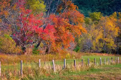 Beautiful fall foliage in Cades Cove in the Smoky Mountains.