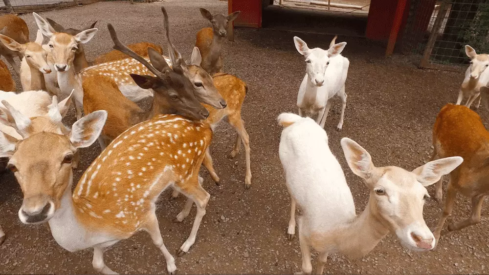 Friendly deer at Smoky Mountain Deer Farm & Exotic Petting Zoo.