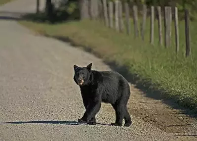 Black bear in the Smoky Mountains