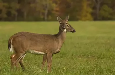 Two deer in the Smoky Mountains