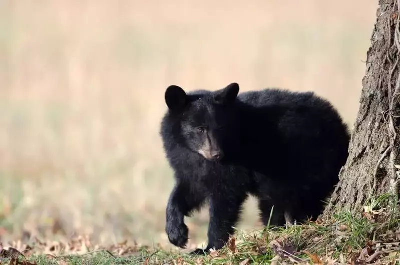 A black bear cub in the Smoky Mountains.