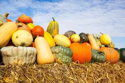 Pumpkins and gourds on a bale of hay.
