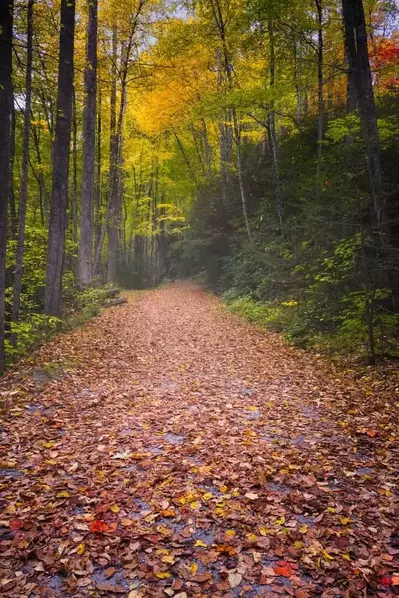 Hike in the Smoky Mountains