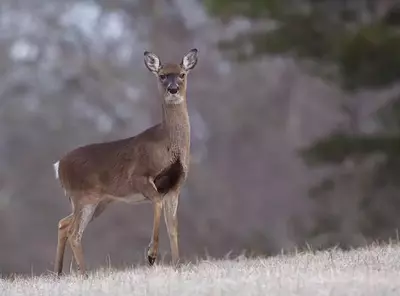 A deer standing in Cades Cove in winter.