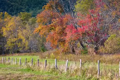 Fall foliage in Cades Cove in the Smoky Mountains.