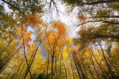 Fall colors in the trees near our Great Smoky Mountain vacation rentals.