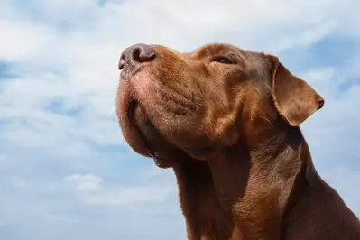 dog enjoying a pet friendly Smoky Mountain cabin vacation