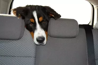 Dog in the car on the way to a pet friendly Smoky Mountain cabin