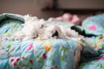 dog lounging in a pet friendly Smoky Mountain cabin