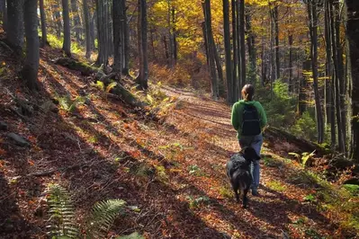 Girl and dog hiking in the Smoky Mountains