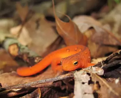 Orange salamander in the Great Smoky Mountains