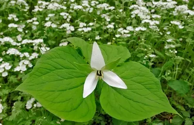 wildflower in the smoky mountains