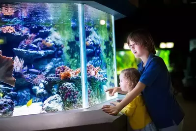 discount tickets to Ripley's Aquarium of the Smokies