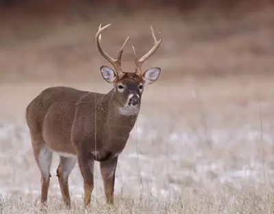 Whitetail deer buck in the Great Smoky Mountains