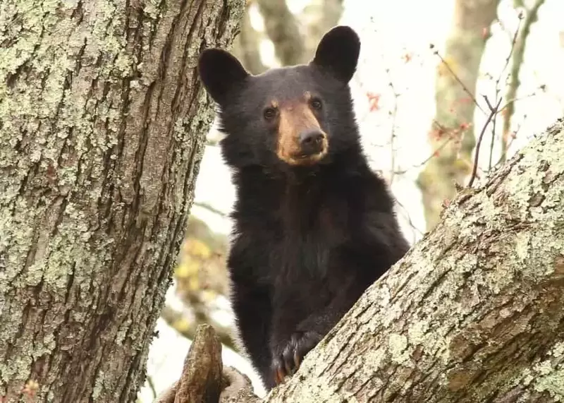 Black bear cub in a tree in the Great Smoky Mountains