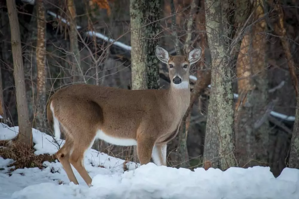 Wild deer in the Smoky Mountains