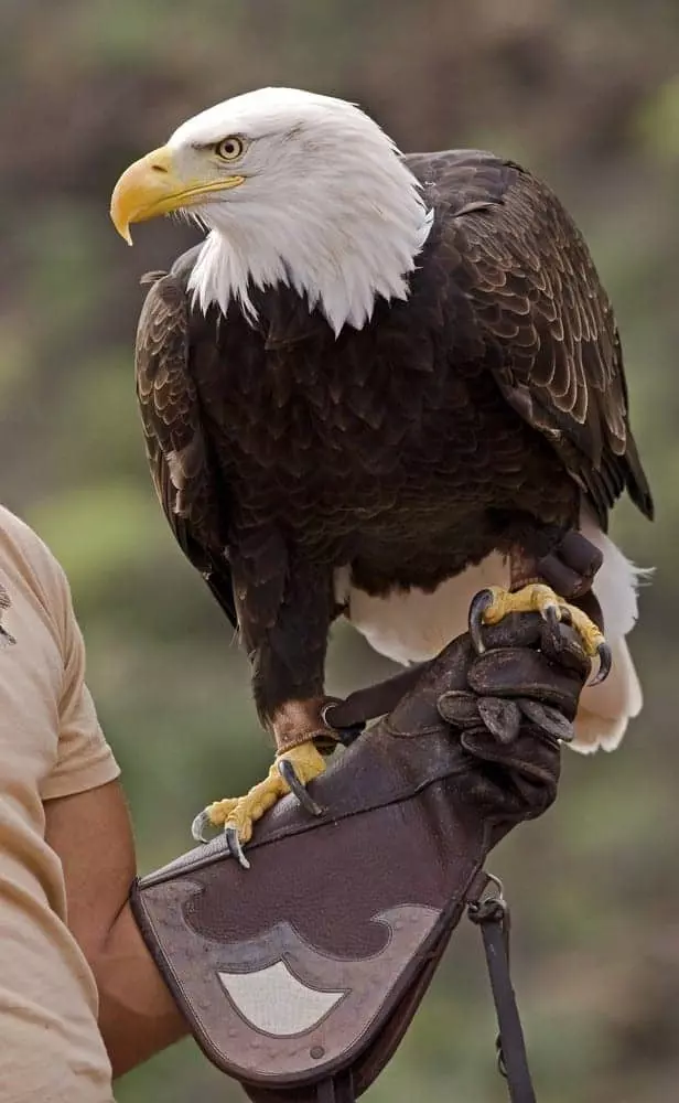American bald eagle on a human arm