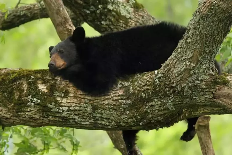 black bear resting in a tree