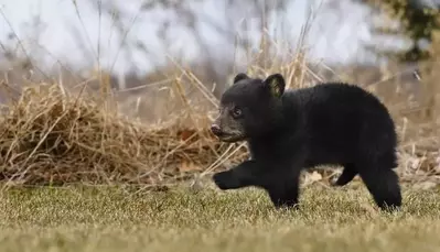 Black bear cub running