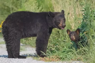 Adult black bear and black bear cub
