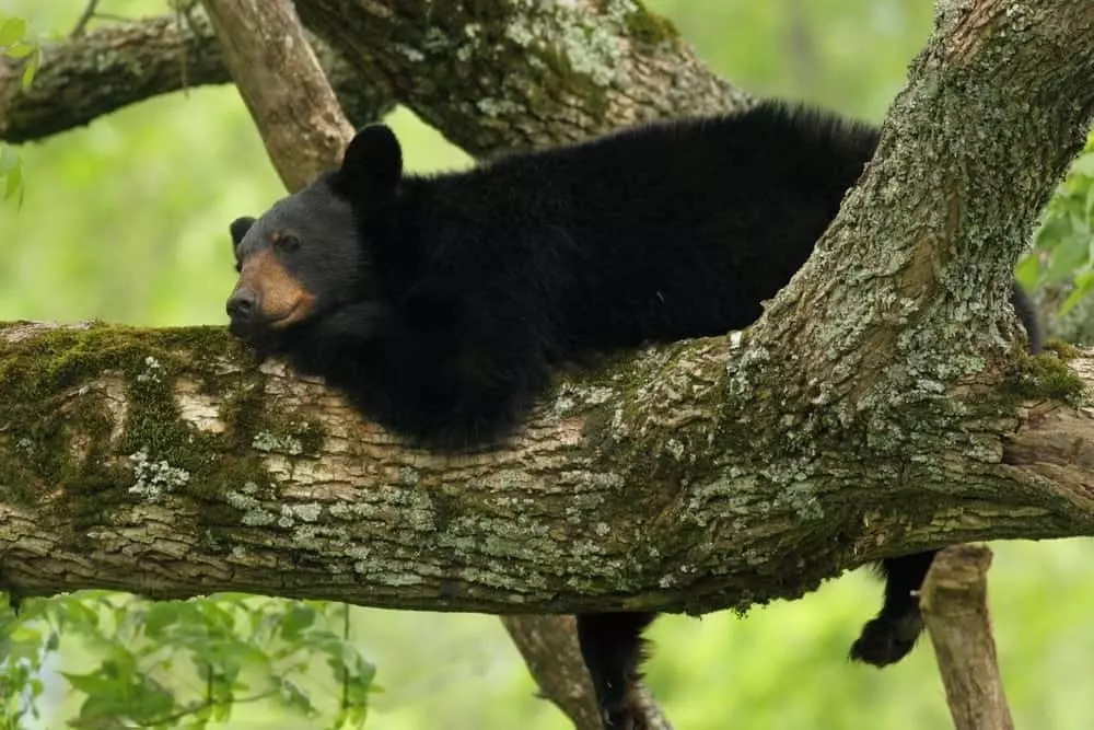 Cades Cove bear