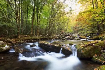 Stream in the Great Smoky Mountains National Park